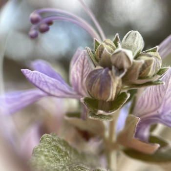 Germandrée arbustive