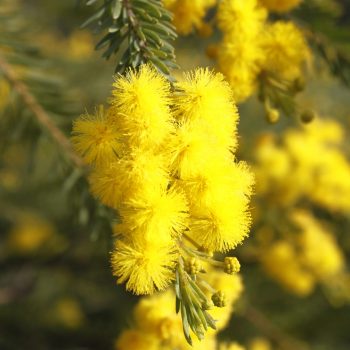 Mimosa