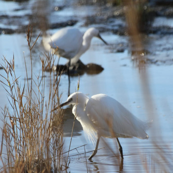 Aigrette garzette