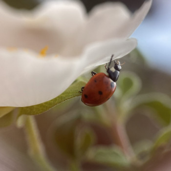 Coccinelle à 7 points Coccinelle à 7 points