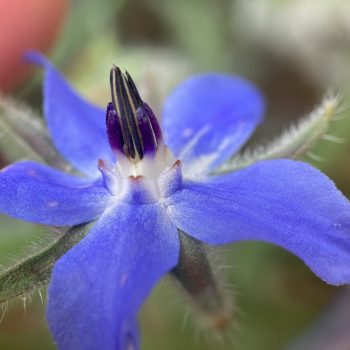 Bourrache officinale