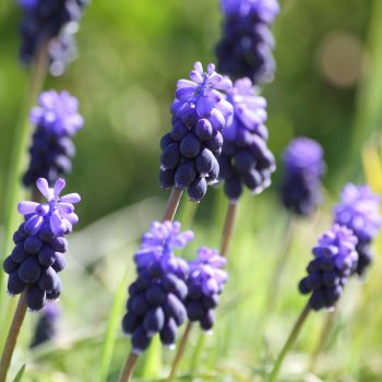Muscari à grappe