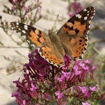 Belle-Dame Belle-Dame