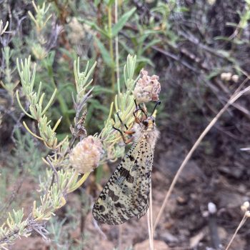 Grand fourmilion Grand fourmilion