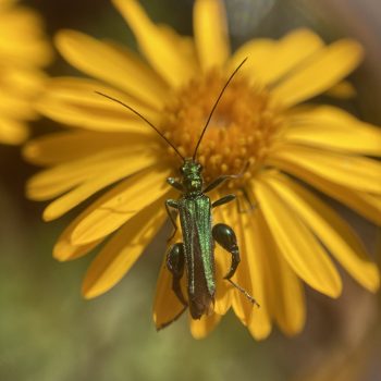 Œdémère noble Œdémère noble