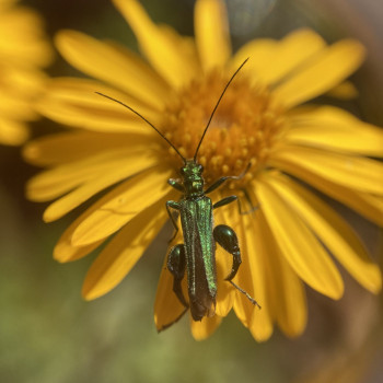 Œdémère noble Œdémère noble