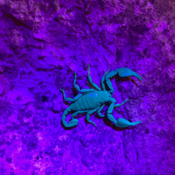 Scorpion noir à pattes jaunes