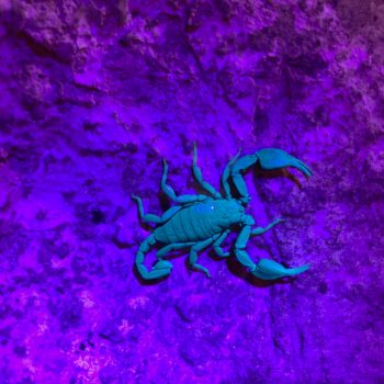 Scorpion noir à pattes jaunes