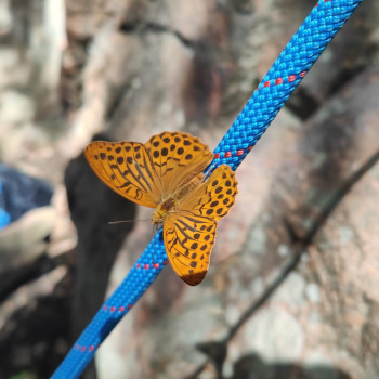 Tabac d'Espagne Tabac d'Espagne